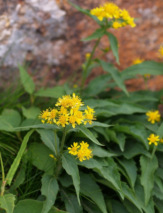 乗鞍岳自然図鑑 ミヤマアキノキリンソウ 4