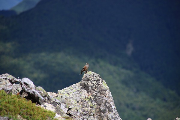 乗鞍岳自然図鑑　イワヒバリ1