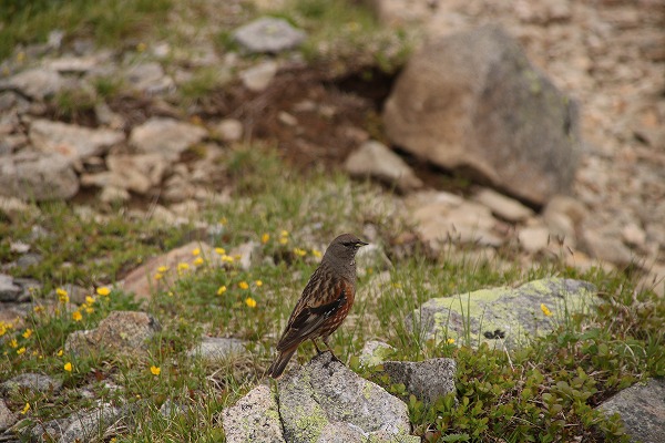 乗鞍岳自然図鑑　イワヒバリ2