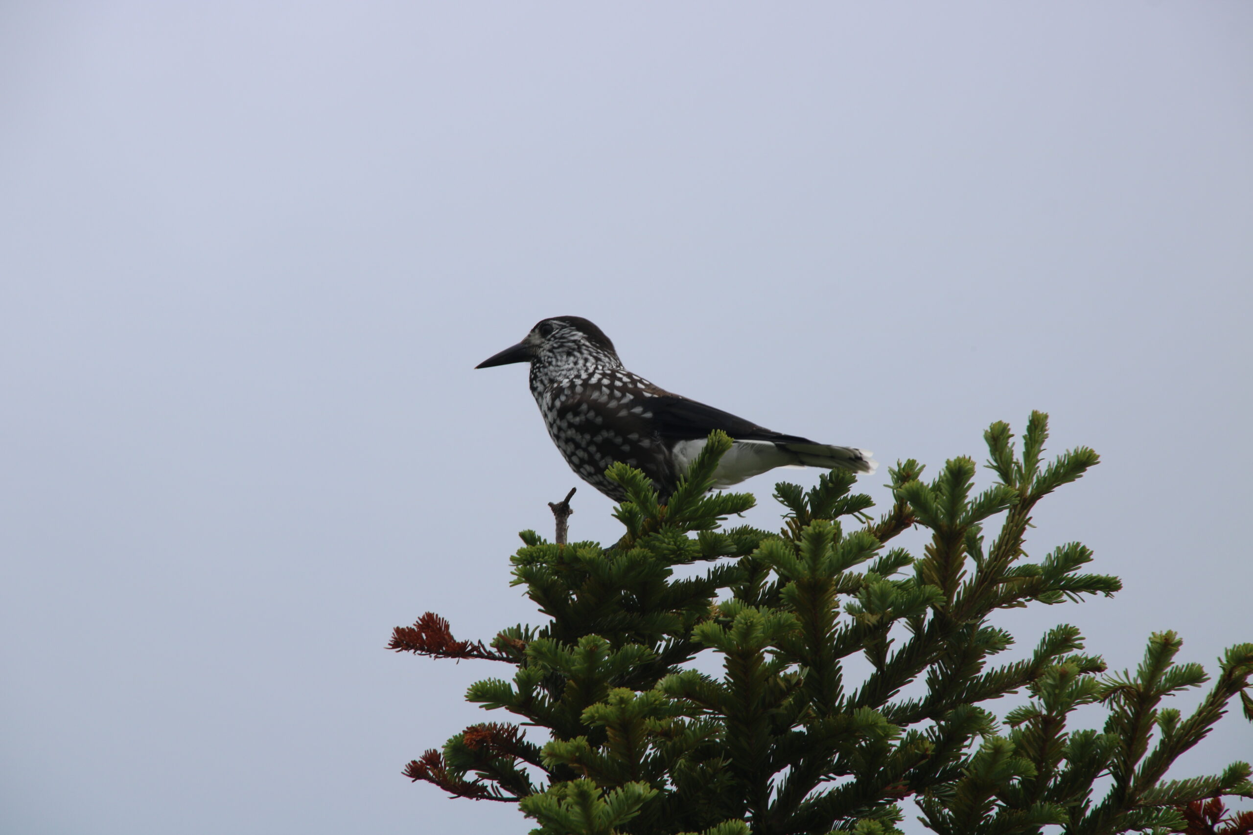 乗鞍岳自然図鑑　ホシガラス1