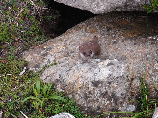 乗鞍岳自然図鑑　オコジョ1
