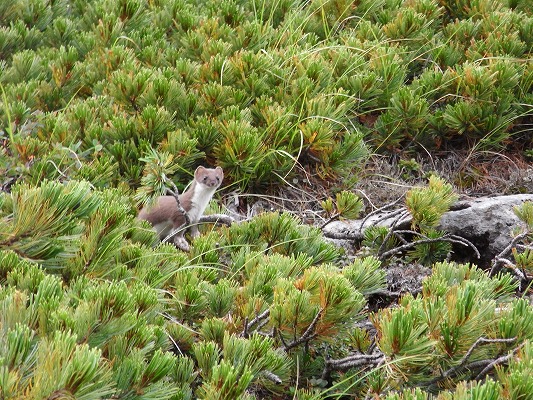 乗鞍岳自然図鑑　オコジョ2