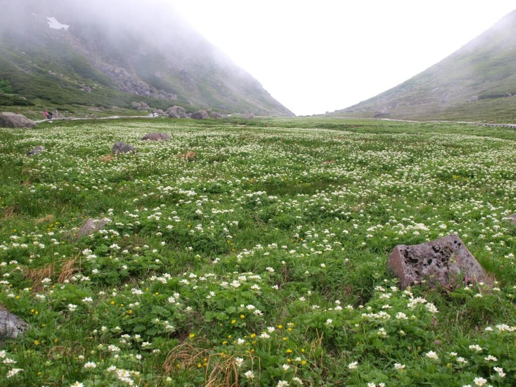白山一花盛开时的畳平花田