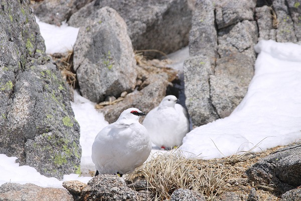 乗鞍岳自然図鑑　ライチョウ3
