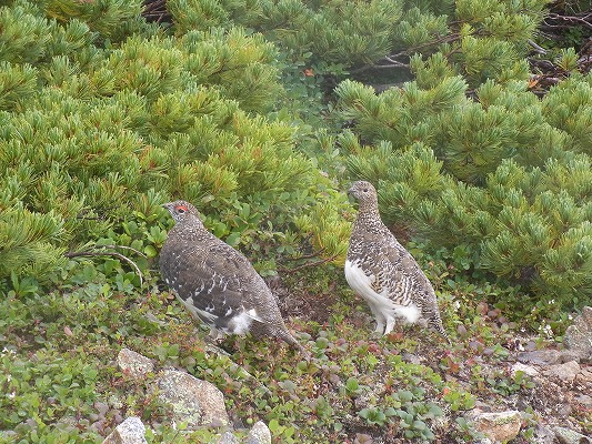 乗鞍岳自然図鑑　ライチョウ2