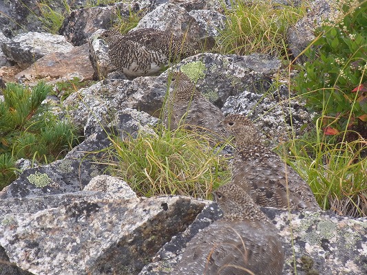 乗鞍岳自然図鑑　ライチョウ1