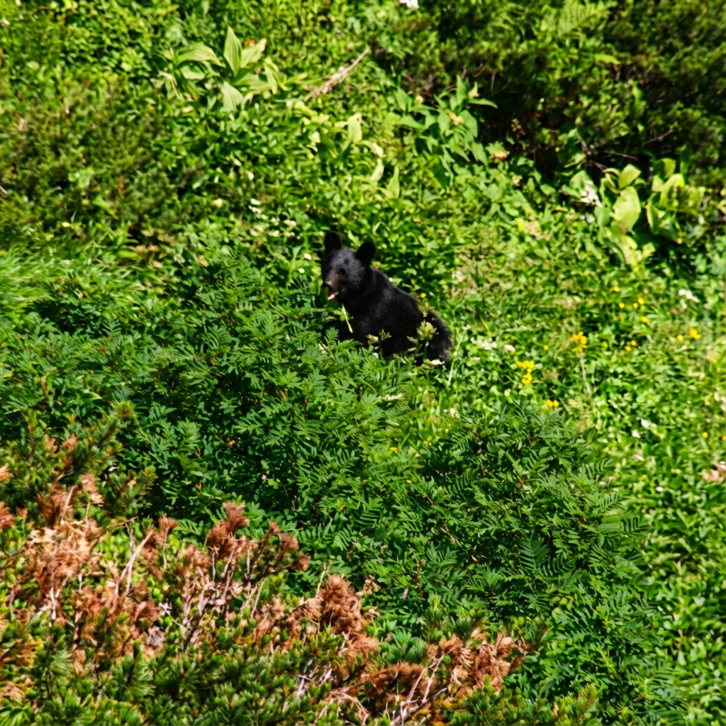 Asian black bear 2