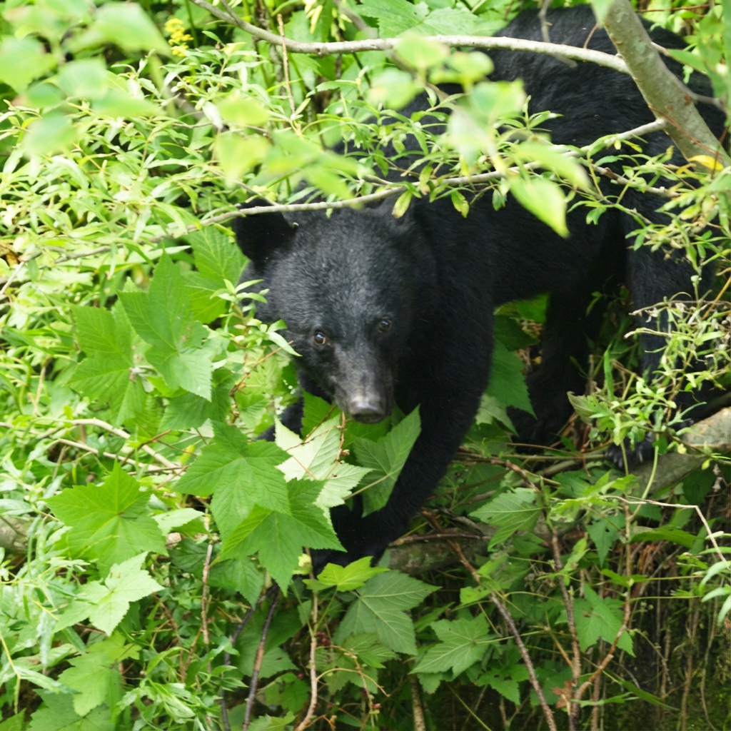 Asian black bear 4
